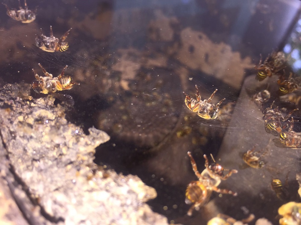 Apicultores del sur de Veracruz buscan rescatar a la abeja si aguijón