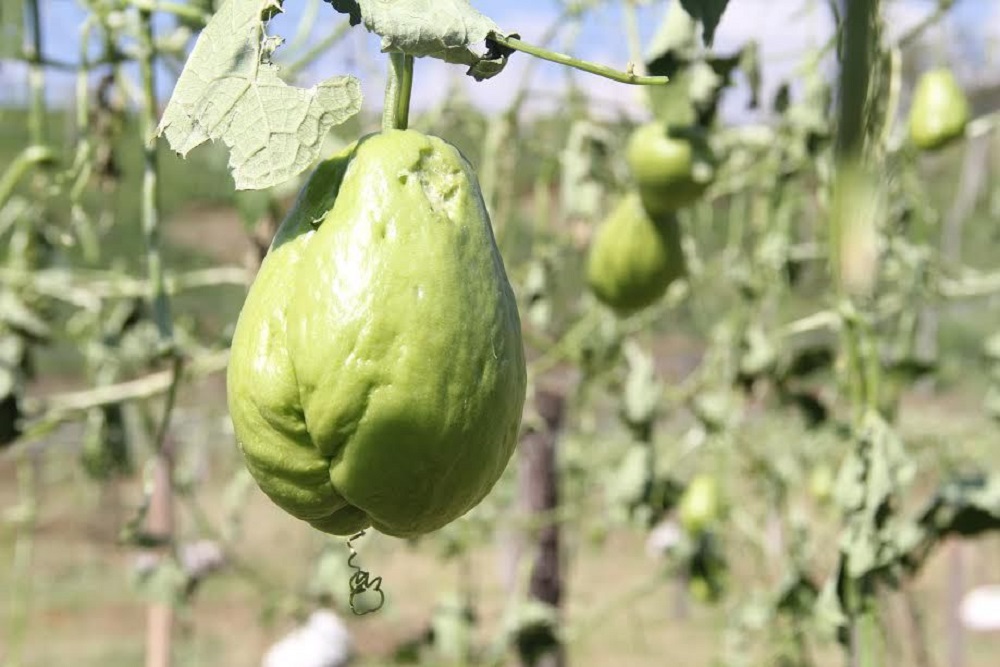 Se han reportado daños en cultivos de chayote en Coscomatepec: Sedarpa