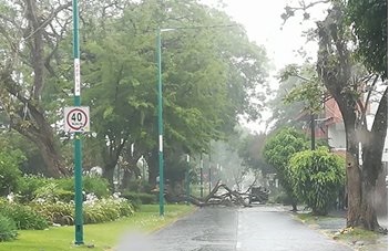 Granizada, caída de árbol y encharcamientos esta tarde en Xalapa