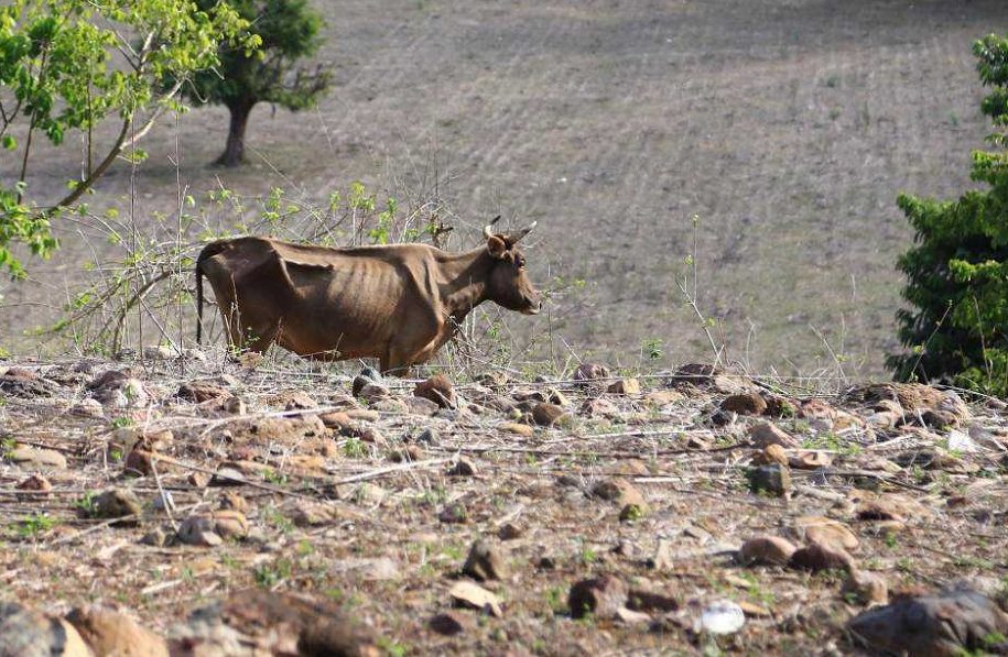 Ganaderos piden apoyos para enfrentar sequía en Tierra Blanca