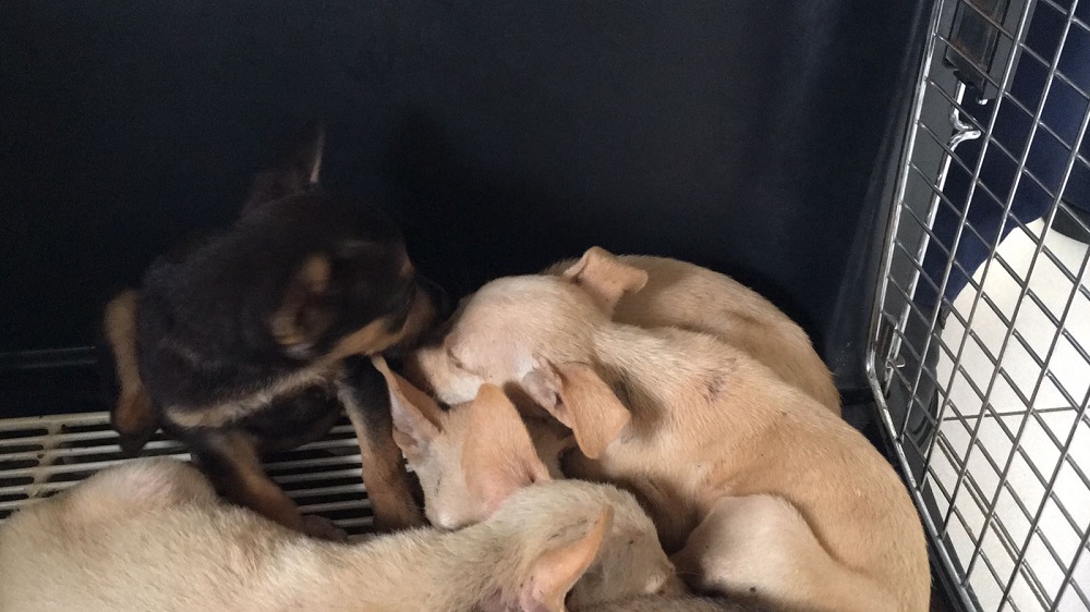 Incrementa el abandono de perros en Córdoba