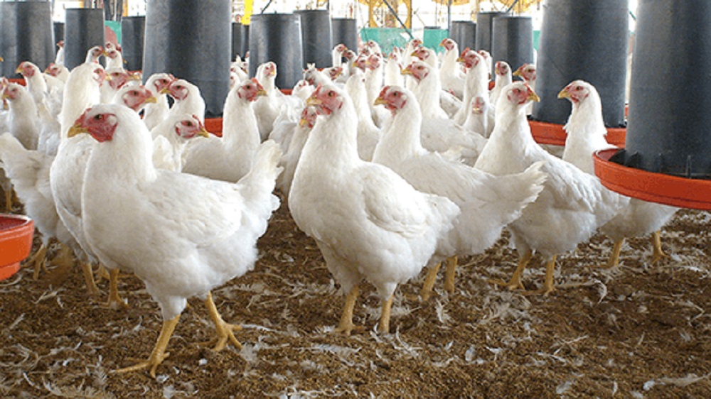 Continúa creciendo avicultura en Veracruz
