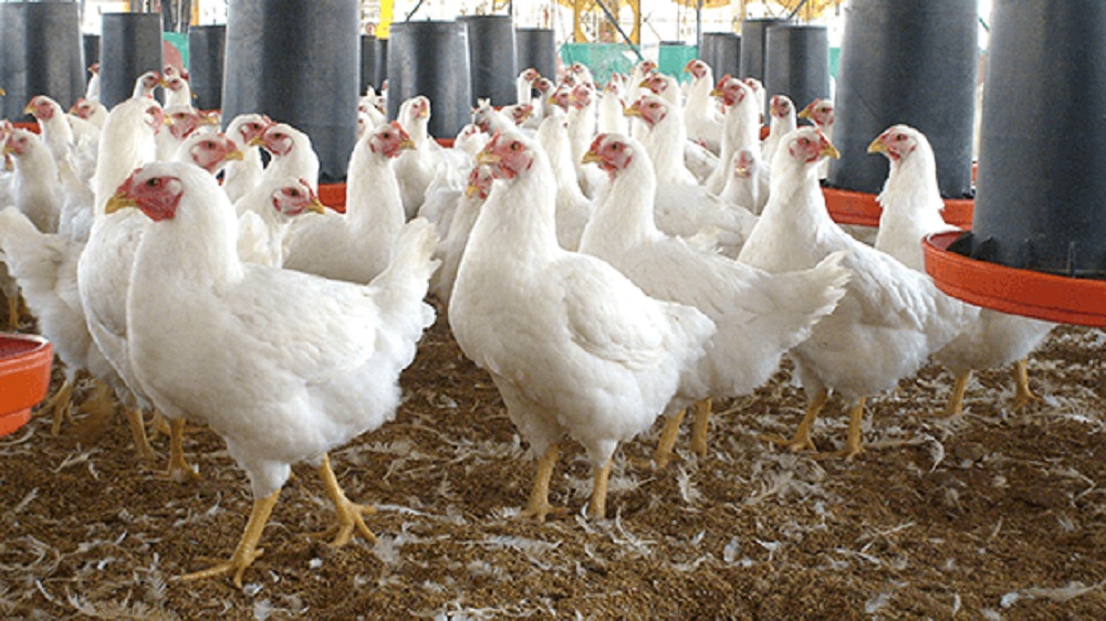 Detectan virus de influenza aviar AH7N3 en granja de Nuevo León
