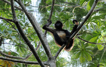 Bosques tropicales, ecosistemas con gran riqueza de especies