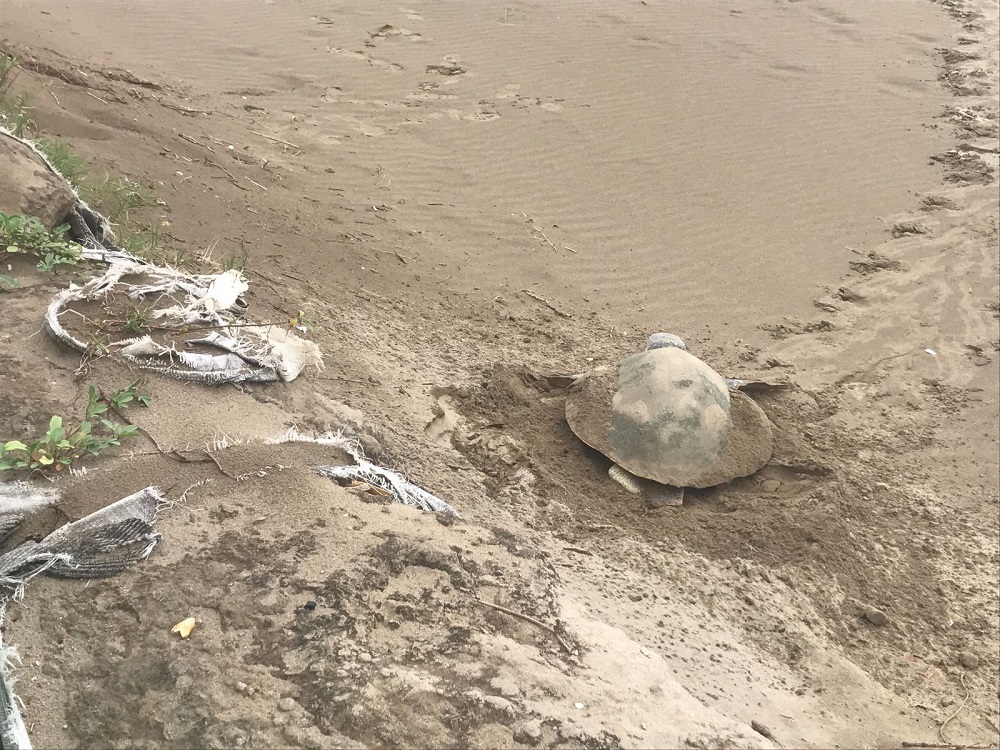 Desova tortuga lora, especie en peligro de extinción, en playa de Coatzacoalcos