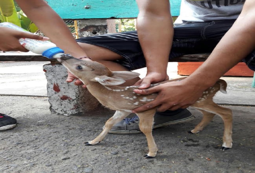 Nacen siete venados de cola blanca en el zoológico de Veracruz