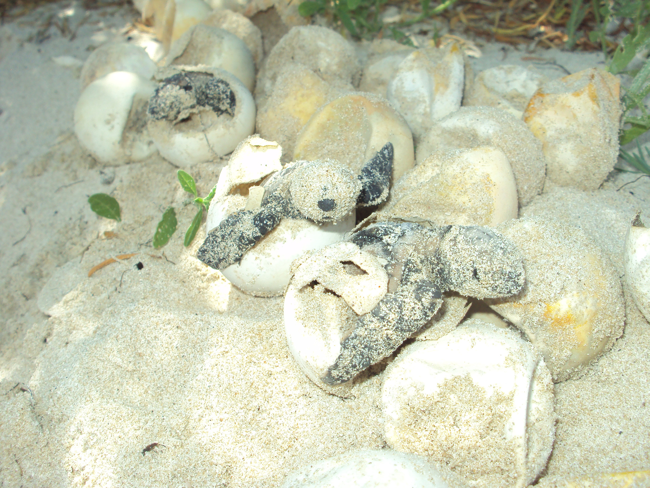 Especie lora, la más amenazada por robo de huevo de tortuga