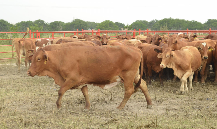 Veracruz uno de los principales exportadores de ganado a EUA
