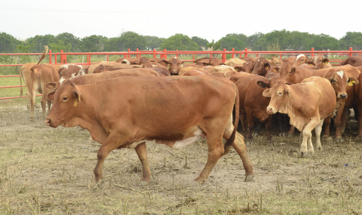 Trasladan ganado a zonas altas de San Rafael para evitar pérdidas por Franklin