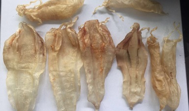 Aseguran 28 kilos de pescado de especies protegidas en central camionera de CDMX