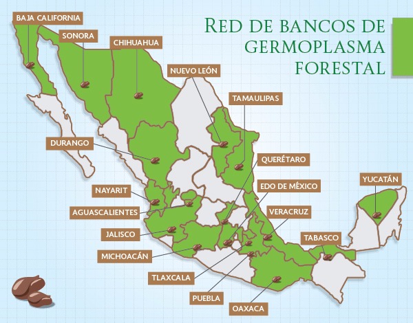 Conafor impartirá curso taller sobre Germoplasma forestal en Xalapa