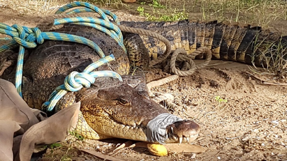 Bomberos resguardan a cocodrilo localizado en Boca del Río
