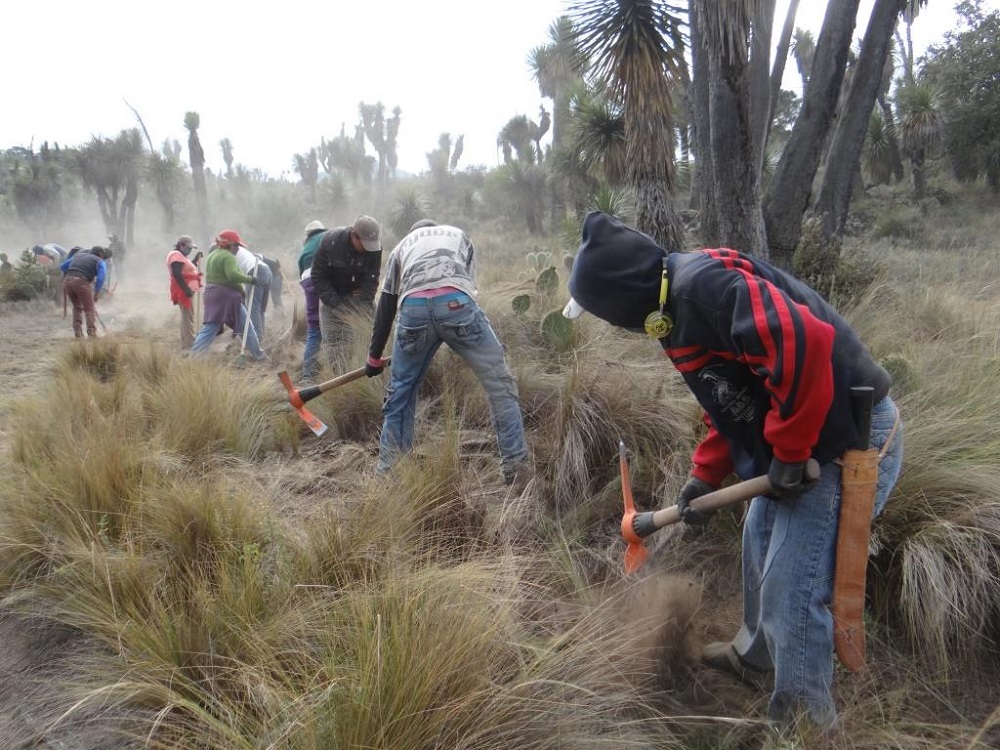 Conafor beneficiará a familias veracruzanas con el programa de empleo temporal