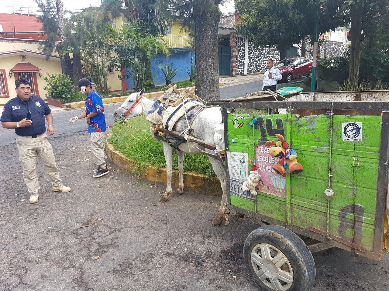 Detienen en flagrancia a joven infringiendo violencia a equino carretonero, en Xalapa