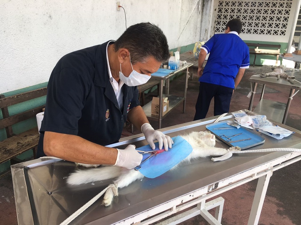 En Córdoba realizan jornadas de esterilización de perros y gatos callejeros