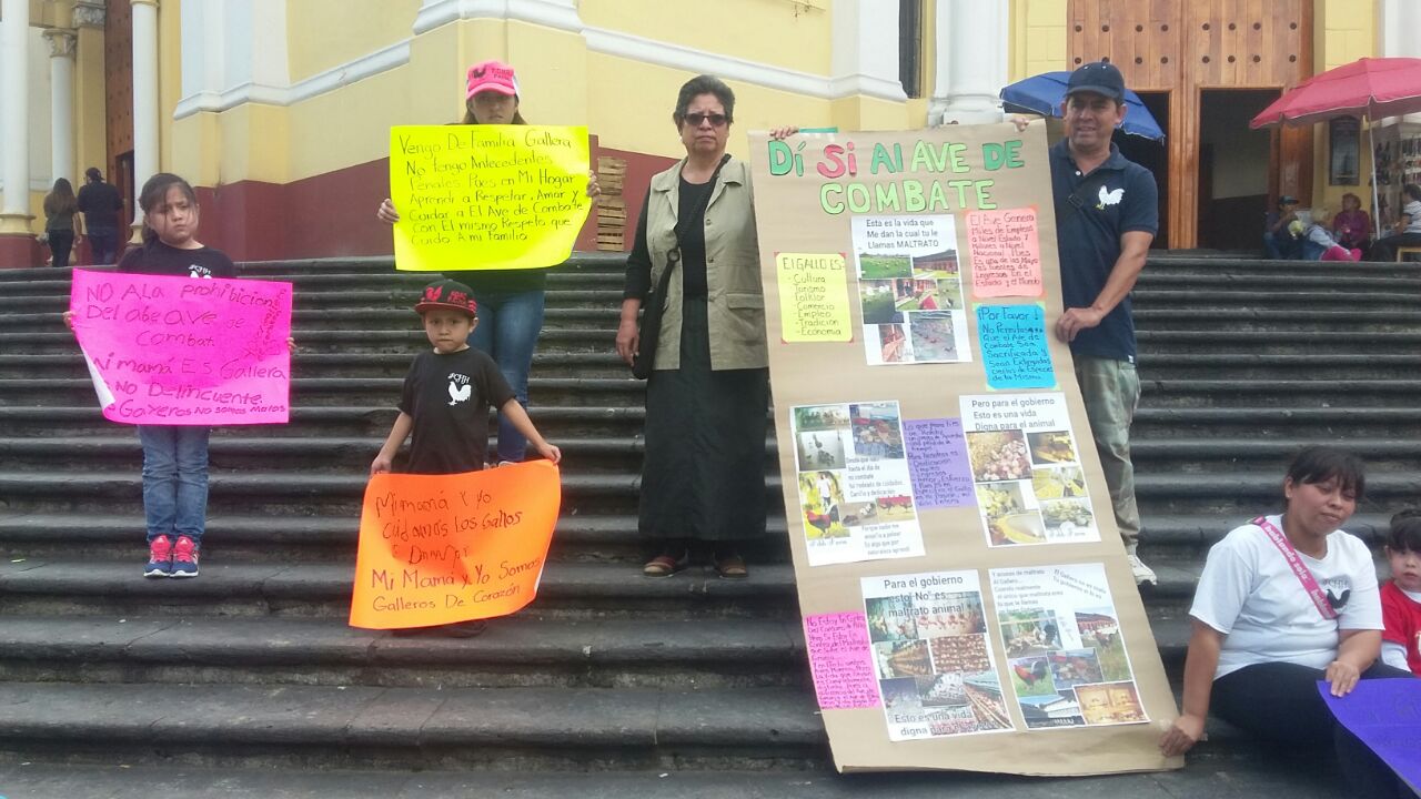 Aseguran galleros que prohibición de peleas afecta economía de veracruzanos