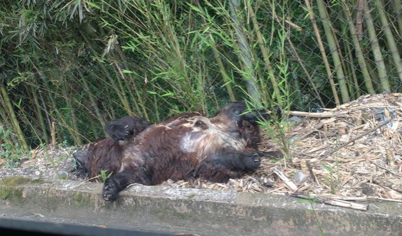 Aparece osezno muerto en carretera a Las Puentes
