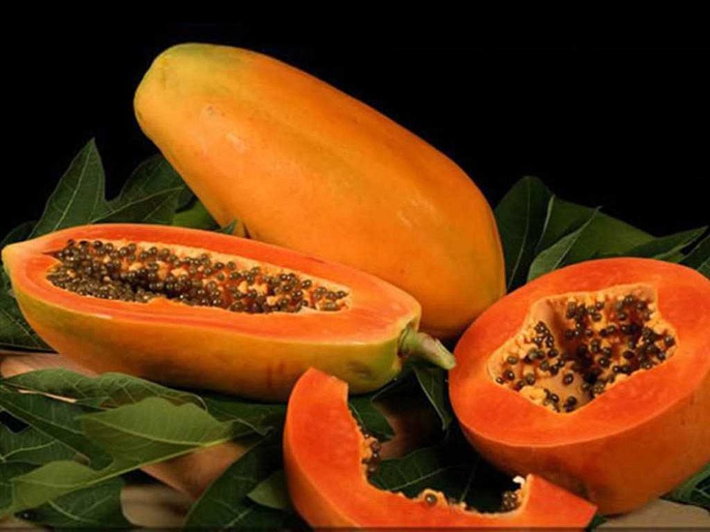 Reconocen valor productivo, económico e histórico-cultural de la papaya mexicana