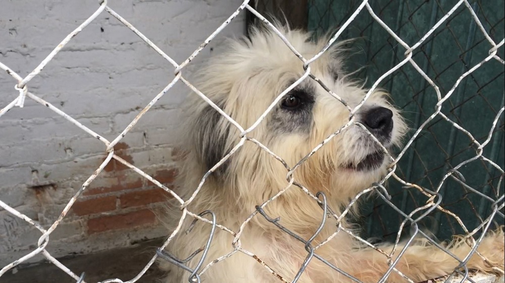 Urge sitio habilitado como albergue para perros y gatos rescatados de Coatzacoalcos