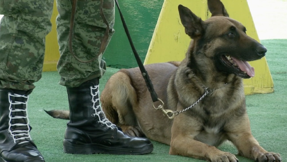 Elementos caninos del Ejército Mexicano inician entrenamiento a temprana edad