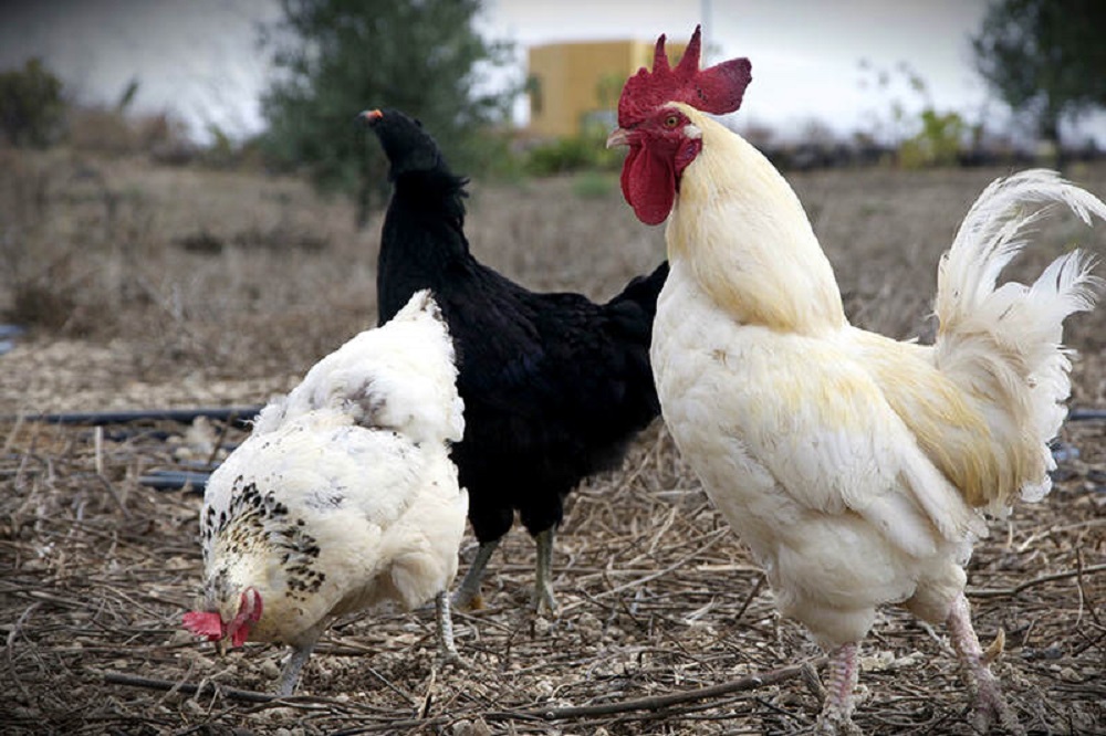 Impulsarán Sader y UNA producción avícola en el sur sureste de México