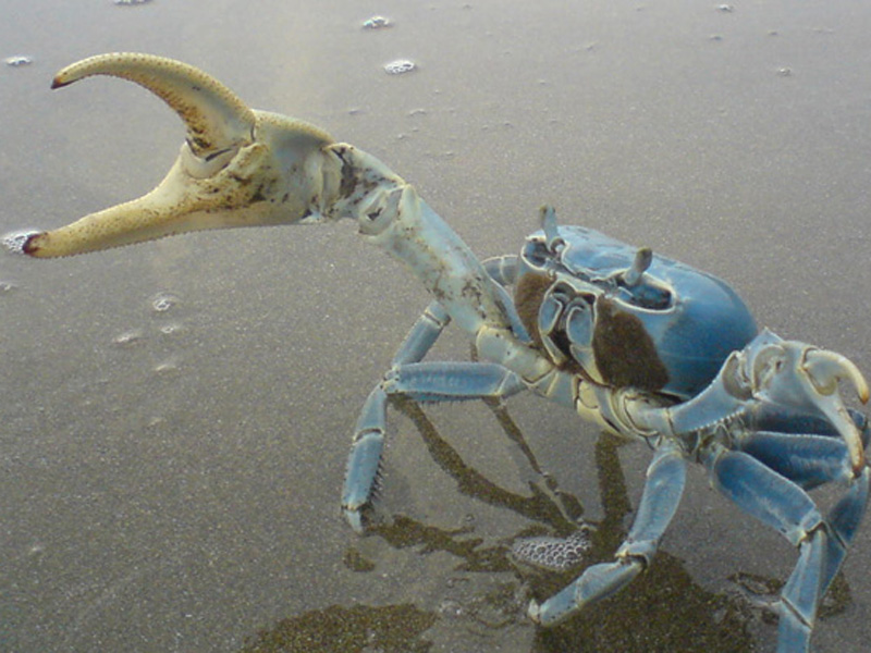 En tres años podría desaparecer el cangrejo azul de costas veracruzanas
