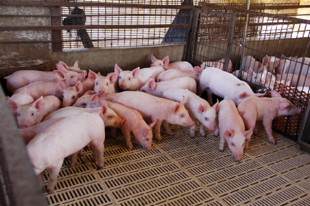 Acuerdan México, Estados Unidos, Dominicana y Haití estrategia para erradicar peste porcina africana en países de la región