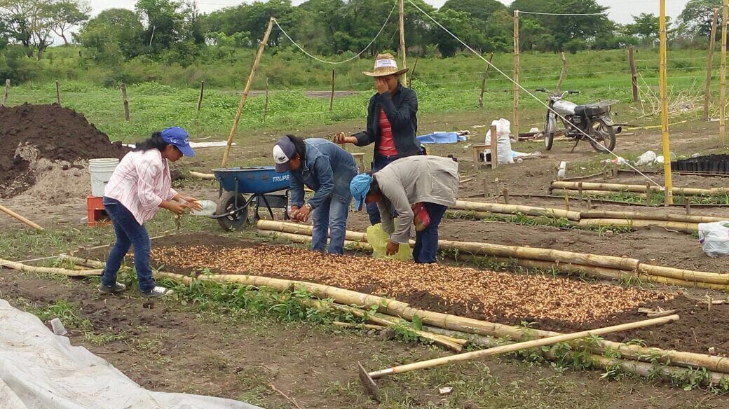 Plantan 20 mil semillas de árboles maderables en Tierra Blanca