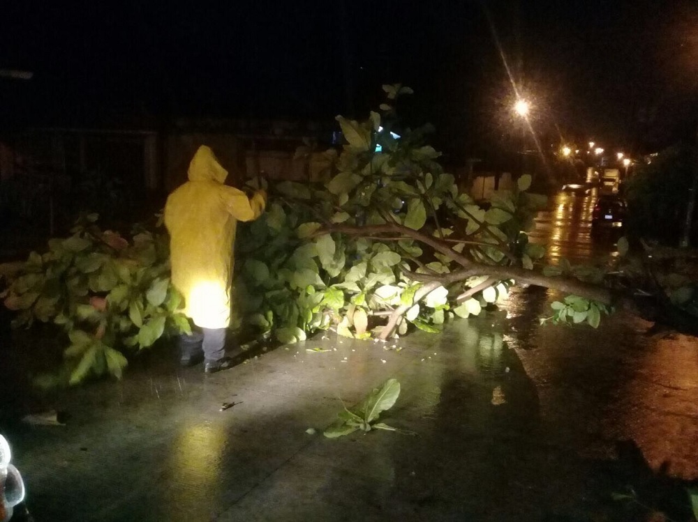 Tormenta de esta madrugada deja ramas y árboles caídos en Tierra Blanca