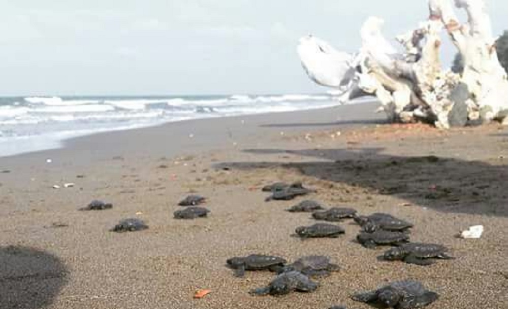 Continúa el arribo de tortugas a las playas de Tuxpan