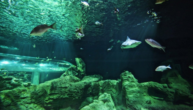 En el Acuario Michin Guadalajara nacieron dos tiburones