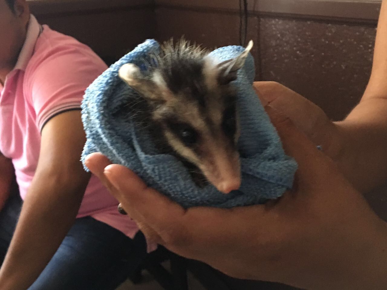 Activistas piden a xalapeños no agredir a fauna silvestre