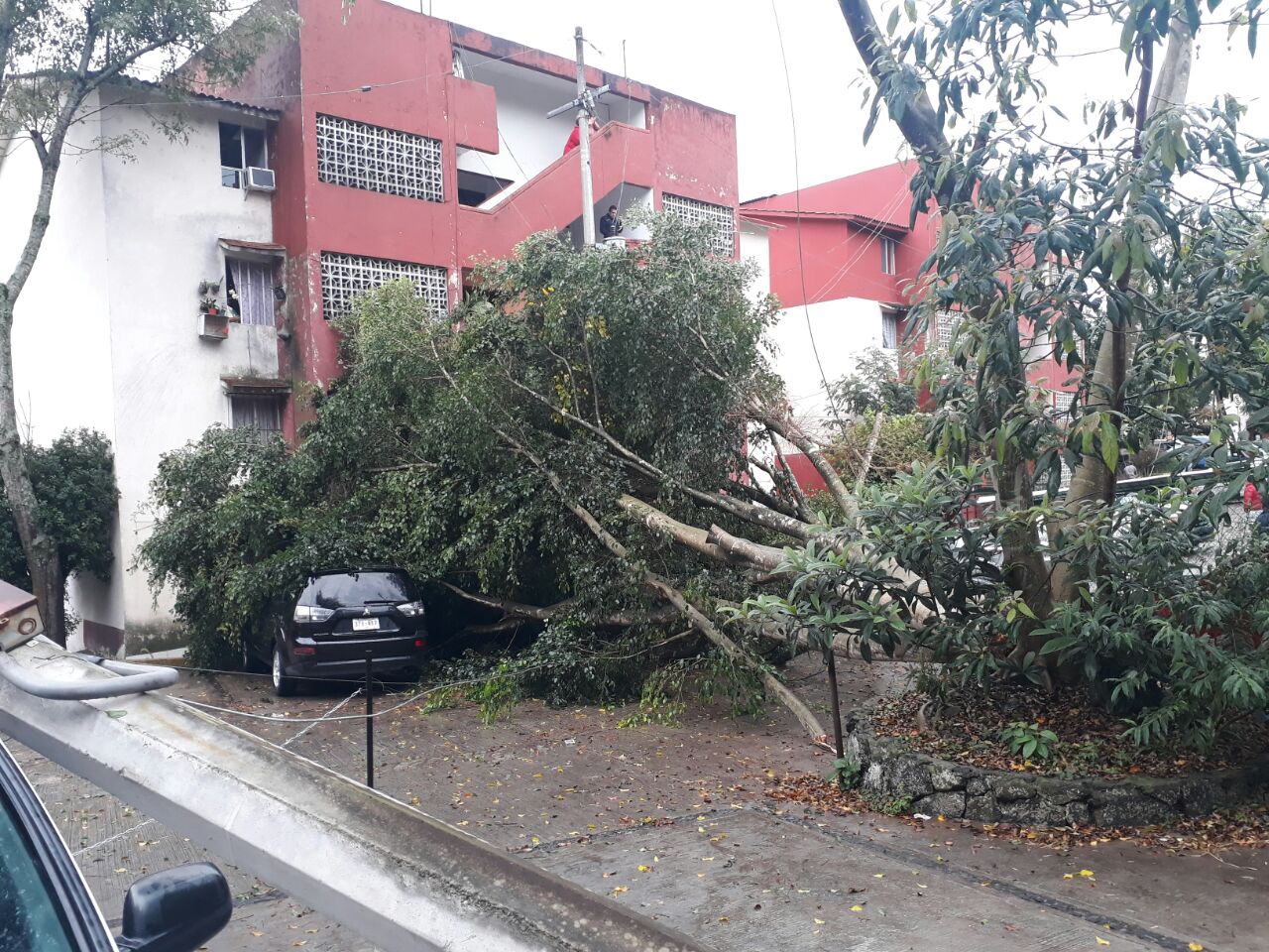 Autos dañados y apagón en Agua Santa II de Xalapa, por caída de árbol