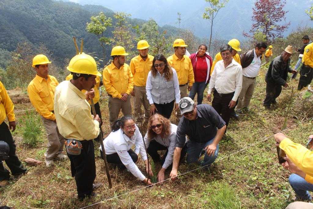 Inicia campaña nacional de reforestación en Huayacocotla
