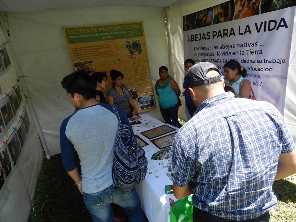 Las abejas meliponas, especie en peligro de extinción