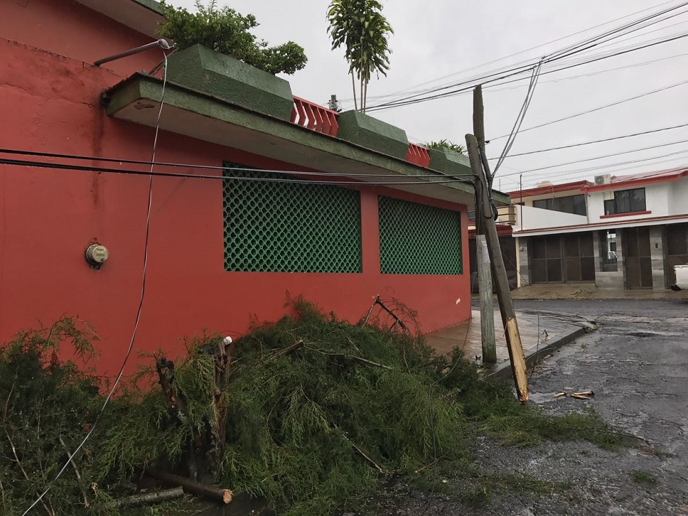 En Xalapa, PC sólo reporta árboles caídos