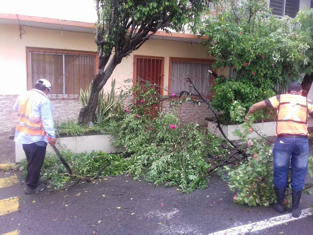 Árboles caídos, semáforos descompuestos y postes a punto de caer, daños en Veracruz Puerto
