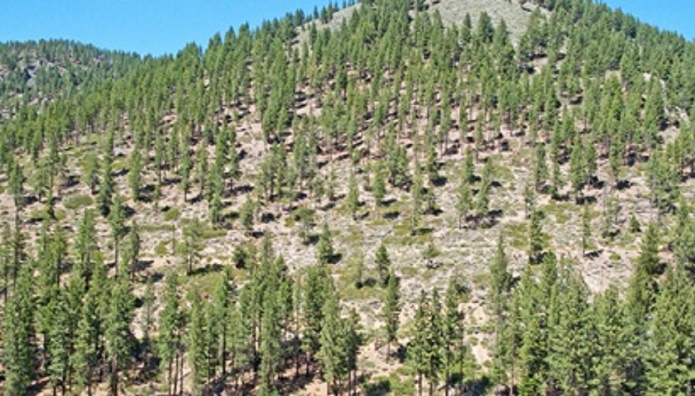 Gobierno federal impulsa la certificación de proyectos forestales de captura de carbono