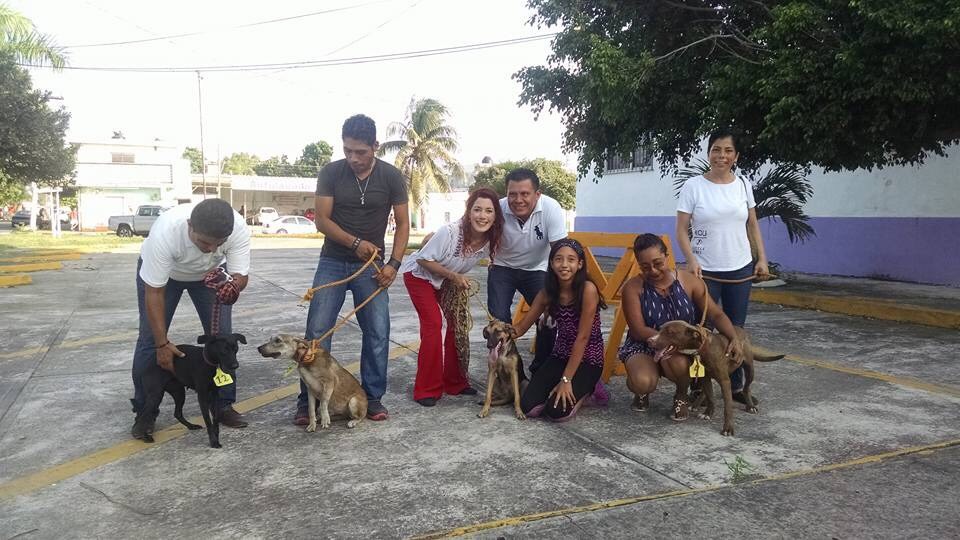 Continúa programa de adopción de perros y gatos en el municipio de Veracruz