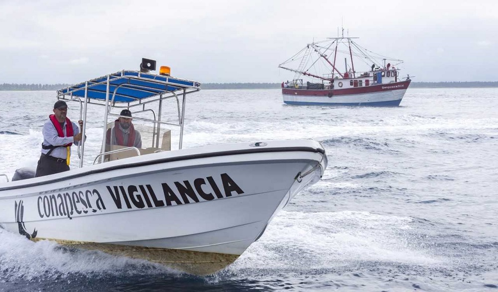 Se aplican disposiciones para proteger a la vaquita marina: Conapesca