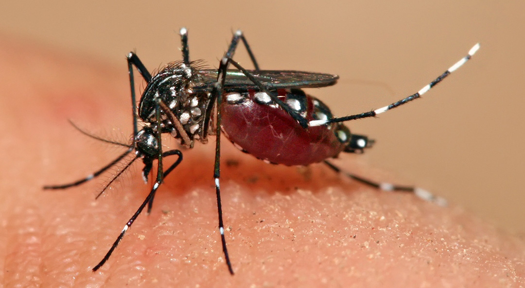 Especialistas «crean» mosquitos para combatir dengue
