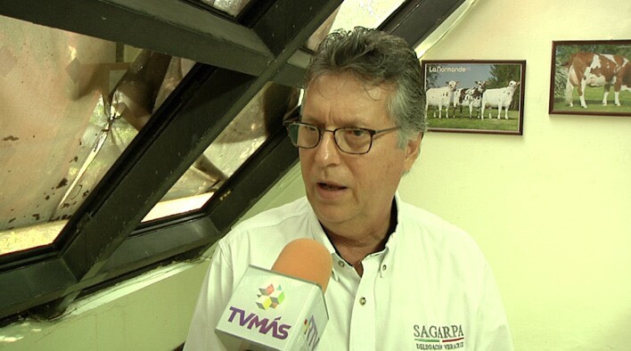 Fenómenos metereológicos afectaron hectáreas de maíz en Jamapa: Sagarpa