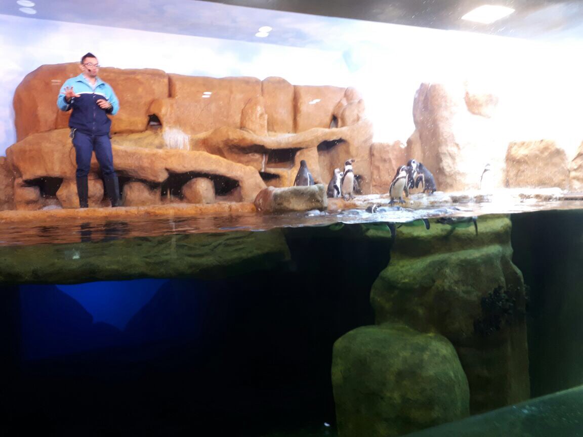 Nacen dos pingüinos en Acuario de Veracruz