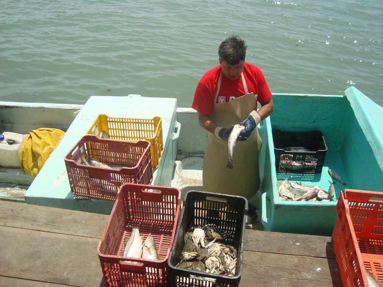 Importación de productos de mar afecta a sector pesquero nacional