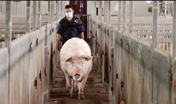 Llega a Veracruz primer cargamento de carne de cerdo procedente de Alemania