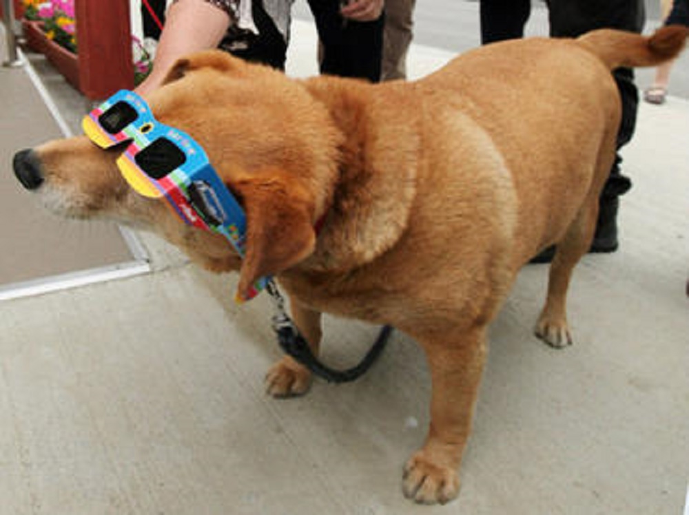 Mascotas también pueden sufrir daños en la visión durante el eclipse