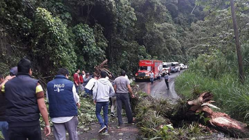 Lluvias provocan caída de árbol y rocas en carretera a Teocelo; permanece bloqueada
