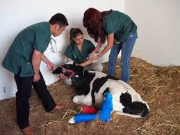 Alta demanda de egresados de la Facultad de Veterinaria de la UV en granjas de EU