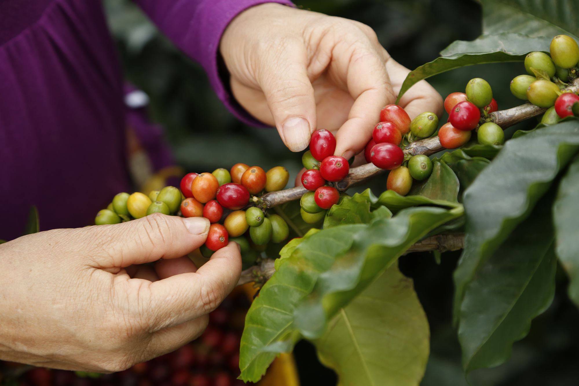 La caída de los precios internacionales del café afecta a cafeticultores