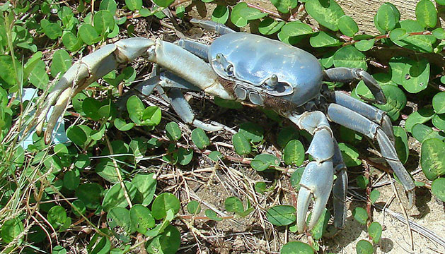Inicia veda temporal para la pesca del cangrejo azul en costas veracruzanas